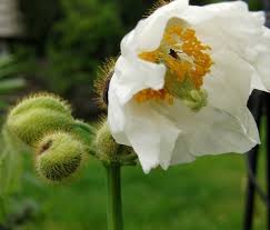 Image result for Meconopsis betonicifolia alba