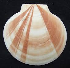 Image result for Placopecten magellanicus