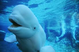 Image result for Delphinapterus leucas