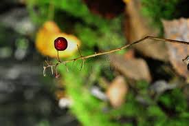 Attēlu rezultāti vaicājumam “Maianthemum bifolium fruit”