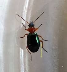 Attēlu rezultāti vaicājumam “Lebia chlorocephala”