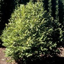 Attēlu rezultāti vaicājumam “Magnolia x loebneri”