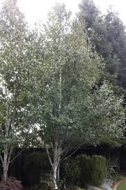 Attēlu rezultāti vaicājumam “Betula”