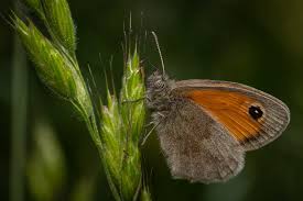 Attēlu rezultāti vaicājumam “Coenonympha pamphilus upperside”
