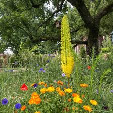 Image result for Steppenkerze