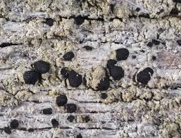 Attēlu rezultāti vaicājumam “Arthonia spadicea”