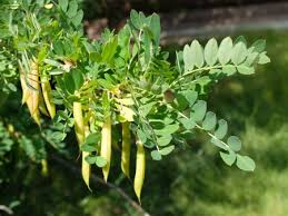 Attēlu rezultāti vaicājumam “Caragana arborescens fruit”