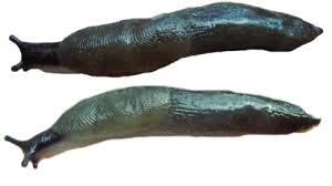 Attēlu rezultāti vaicājumam “Krynickillus melanocephalus”