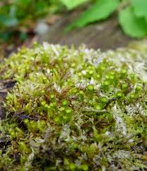 Attēlu rezultāti vaicājumam “Tetraphis pellucida sporophyte”