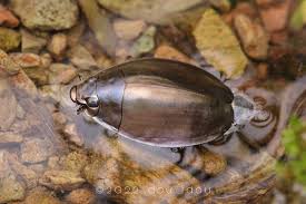 Attēlu rezultāti vaicājumam “Gyrinidae”
