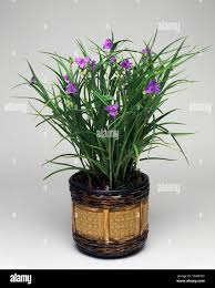 Attēlu rezultāti vaicājumam “Tradescantia virginiana flower”