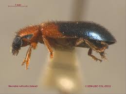 Attēlu rezultāti vaicājumam “Necrobia violacea”