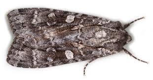 Attēlu rezultāti vaicājumam “Eurois occulta”