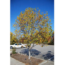 Attēlu rezultāti vaicājumam “Liriodendron tulipifera”
