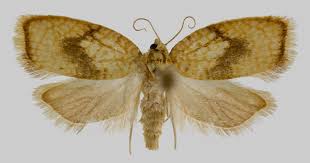 Attēlu rezultāti vaicājumam “Acleris forsskaleana”