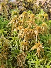 Attēlu rezultāti vaicājumam “Sphagnum angustifolium sporophyte”