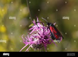 Attēlu rezultāti vaicājumam “Zygaena minos”