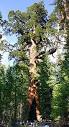 Sequoiadendron - Wikipedia, the free encyclopedia