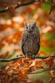 Image result for Otus scops