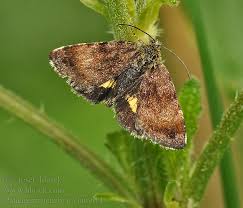 Attēlu rezultāti vaicājumam “Panemeria tenebrata”