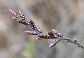 Attēlu rezultāti vaicājumam “Myrica gale bud”