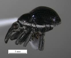 Attēlu rezultāti vaicājumam “Apion sp.”