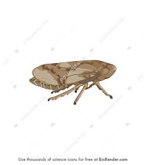 Attēlu rezultāti vaicājumam “Philaenus spumarius”