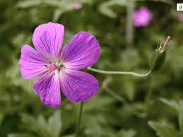 Attēlu rezultāti vaicājumam “Geranium palustre flower”