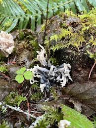 Attēlu rezultāti vaicājumam “Clavulina coralloides”