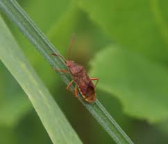 Attēlu rezultāti vaicājumam “Rhopalus maculatus”