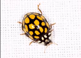 Attēlu rezultāti vaicājumam “Sospita vigintiguttata”