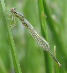 Attēlu rezultāti vaicājumam “Comatricha fragilis stalked”