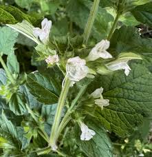 Image result for Melissa officinalis