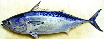 Image result for Euthynnus affinis