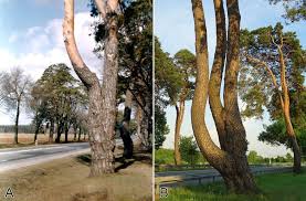 Attēlu rezultāti vaicājumam “Nothorhina punctata”