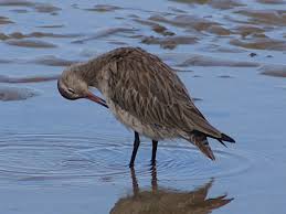 Attēlu rezultāti vaicājumam “Limosa lapponica adult”