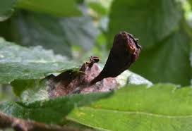 Attēlu rezultāti vaicājumam “Tetraneura ulmi”