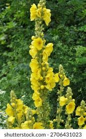 Image result for Verbascum phlomoides