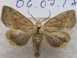 Attēlu rezultāti vaicājumam “Cosmia trapezina”