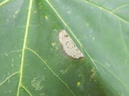 Attēlu rezultāti vaicājumam “Phyllonorycter platanoidella”