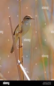 Image result for Acrocephalus agricola