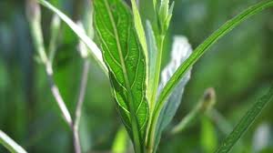 Attēlu rezultāti vaicājumam “Jacobaea paludosa leaf”