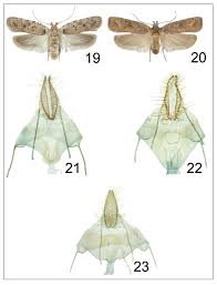 Attēlu rezultāti vaicājumam “Agonopterix ciliella imago”