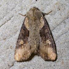 Attēlu rezultāti vaicājumam “Apamea ophiogramma”