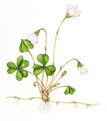Attēlu rezultāti vaicājumam “Oxalis acetosella fruit”