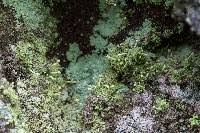 Attēlu rezultāti vaicājumam “Chaenotheca furfuracea”