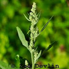 Image result for Chenopodium album