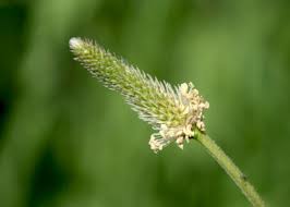 Attēlu rezultāti vaicājumam “Plantago lanceolata flower”
