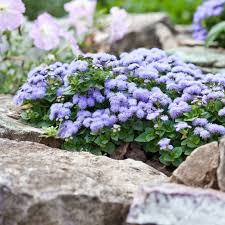 Image result for Leberbalsam