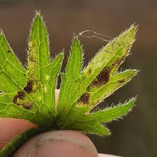 Attēlu rezultāti vaicājumam “Phytomyza minuscula”